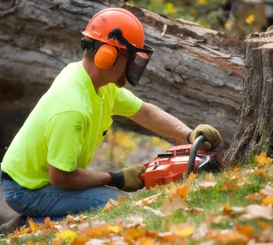 tree services Mayfield